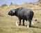 Single Cape Buffalo with 3 Cattle Egret standing in short grass