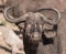 A single cape buffalo looks at the photographer