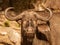 A single cape buffalo looks at the photographer