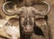 A single cape buffalo looks at the photographer