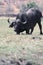 A single cape buffalo about to lay in the grass at Chobe National Park, in Botswana