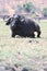 A single cape buffalo about to lay in the grass at Chobe National Park, in Botswana