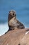 Single Cape fur seal pup