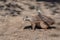 A single Cape Ground Squirrel Xerus inauris