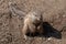 A single Cape Ground Squirrel Xerus inauris