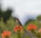 Single Cape Sugar bird, male, Promerops cafer, looking left