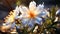 A single Caper Bush flower infront closeup view