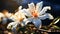 A single Caper Bush flower infront closeup view