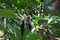 Single capuchin monkey looking at viewer from a tree through the foliage