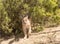 Single Caracal or Felis Caracal caracal, walking out of green bush