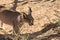 Single Caracal or Felis Caracal caracal, walking to right through green bush