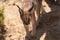 Single Caracal or Felis Caracal caracal, walking towards camera