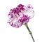 Single carnation flower