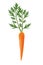 Single carrot with leaves on white background