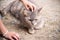 Single cat on the ground with stroking massage head cat by asian girl hand touching gentle , pet background