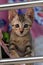 A single cat, tabby cat sitting on the floor look at camera.