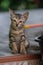 A single cat, tabby cat sitting on the floor look at camera.