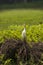 A Single Cattle Egret Bird standing in Grass and Bushes