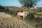 Single cattle on farm in myanmar.