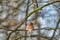 single chaffinch on a tree in the winter