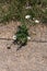 Single chamomile plant surviving in a parched surrounding