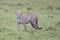 Single cheetah walking and watching