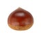 Single chestnut