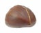 Single chestnut in shell