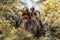 Single Chilean Rose Tarantula spider known also as Rose hair tarantula, Chilean fire tarantula natively