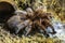 Single Chilean Rose Tarantula spider - latin Gramostola rosea - known also as Rose hair tarantula, Chilean fire tarantula natively