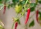Single chili pepper red hot raw ripe spice vegetable growing plant