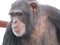 A single chimpanzee cheeky chimp looking at the camera on wooden platform