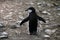 Single chinstrap penguin