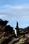 Single Chinstrap Penguin doing a tall morning stretch on the rocks at Coopers Bay, South Georgia, blue sky and white clouds in bac