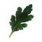 A single chrysanthemum leaf on a white background