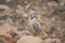 Single Chukar