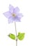 Single clematis flower