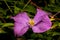 Single Clematis flower