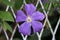 Single Clematis or Leather flower perennial vine plant open purple flower with leathery petals and yellow center growing between