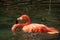 Single close-up of a bright colorful flamingo floating in a pond