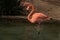 Single close-up of a bright colorful flamingo standing on one leg in a pond gazing into the pond