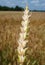 Single close up image of wheat crop ripping pod