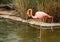 Single close-up of a single bright colorful flamingo looking into the pond standing on one leg in a pond the other leg is up in th