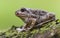 Single close up toad European common spadefoot Pelobates fuscus from Ukraine.