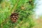 Single closed brown Lodgepole Pinecone on a pine branch with green needles in forest of mountains