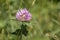 Single Clover Flower in a Field
