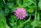 Single clover flower on a green meadow