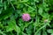 Single clover flower on a green meadow