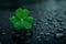 Single clover leaf with dew drops on dark background