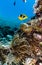 Single Clownfish next to it\'s host aneomone in the Red Sea